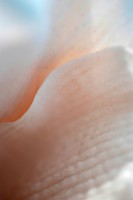 /album/abstract/wave-kopie-jpg/